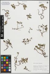 Foto von Salix polaris Wahlenb.